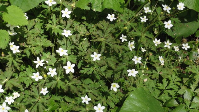 f0233414_2331837.jpg