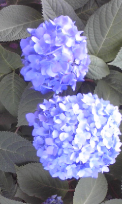 c0204518_02866.jpg