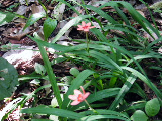 e0085133_1154557.jpg