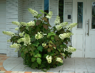 d0110653_14502712.jpg