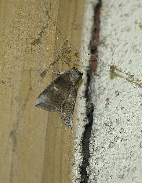 d0091754_0264569.jpg