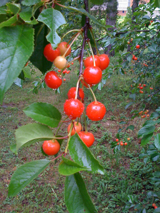 b0180156_5282761.jpg
