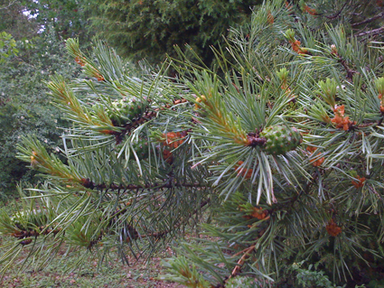 b0180156_53118.jpg