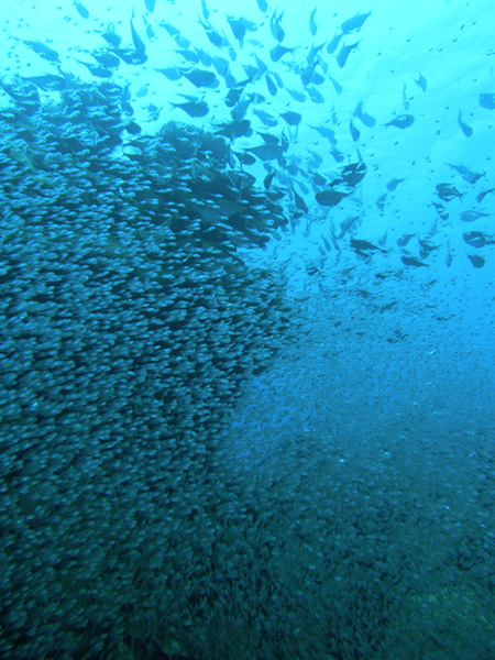 b0062363_89946.jpg