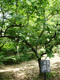 e0197164_10262753.jpg