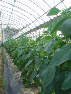 f0055264_20545077.jpg