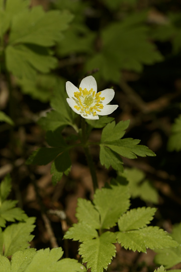 e0054067_0341052.jpg