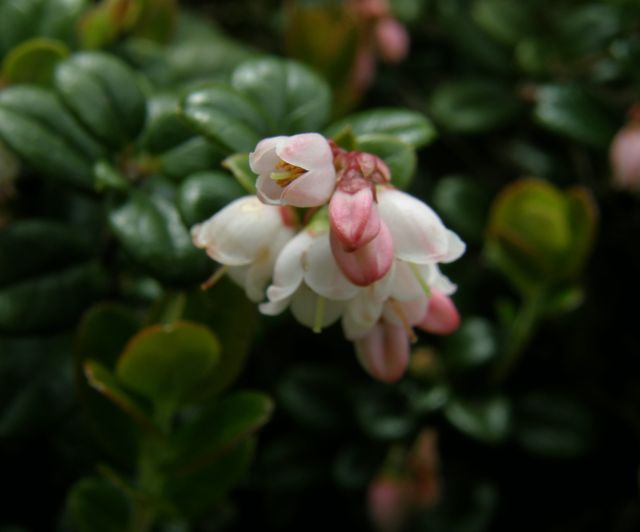c0042869_21164742.jpg