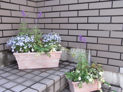c0192687_2142692.jpg