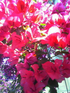 b0080090_15371570.jpg