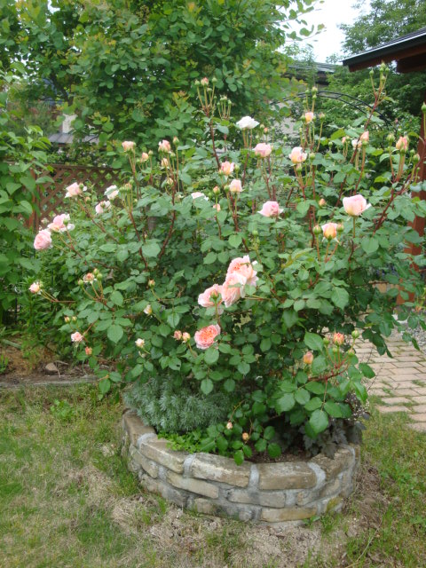 e0175905_20374954.jpg