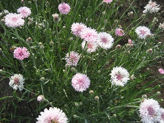 f0139520_20223216.jpg
