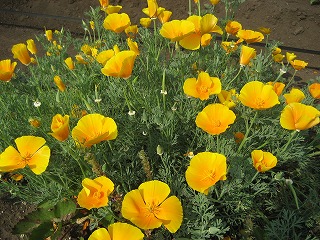 f0139520_202289.jpg