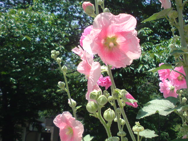 e0016828_10172098.jpg