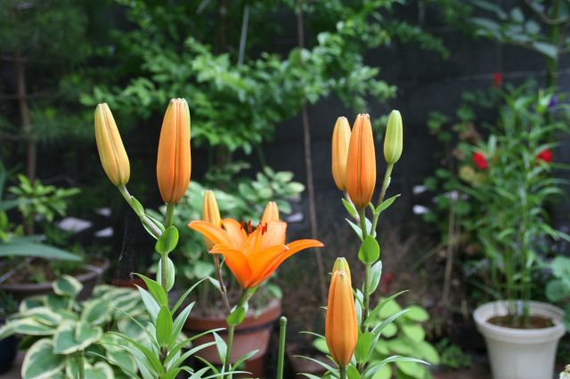 e0033229_2105211.jpg