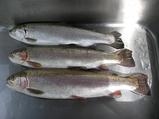 f0065341_0104914.jpg