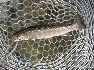 f0065341_081383.jpg