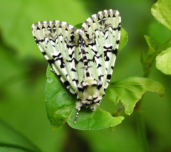 d0091754_1433762.jpg