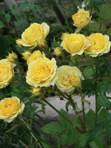 e0184558_711255.jpg