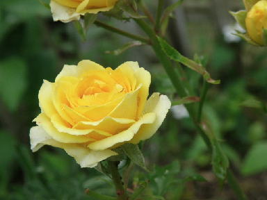 e0184558_7162734.jpg