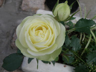e0184558_7175041.jpg