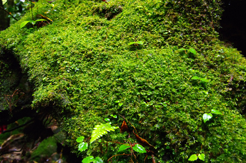 c0048265_1954959.jpg