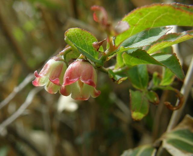 c0042869_15222415.jpg