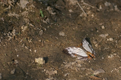 a0170378_221725.jpg
