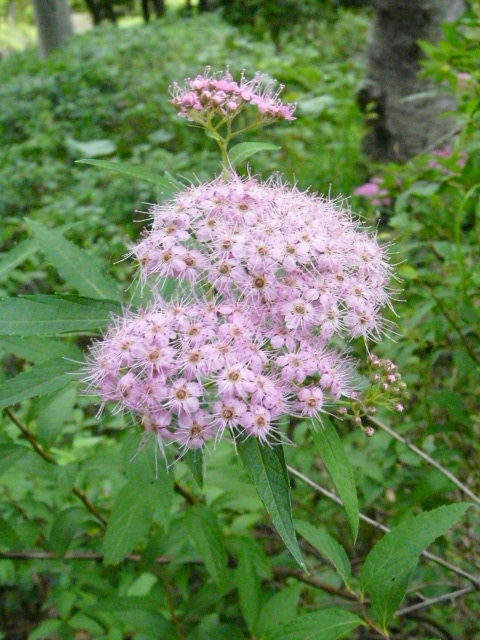 e0145782_18162948.jpg