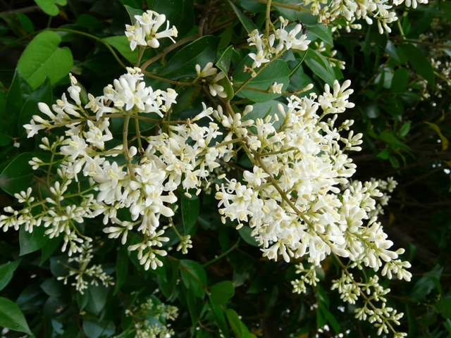 e0145782_18274438.jpg