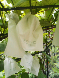 f0085291_1836870.jpg