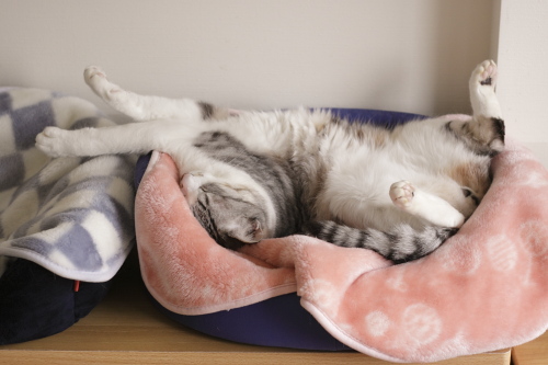 猫ベッドで全開のお坊ちゃん