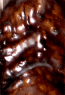 e0103408_12195621.gif