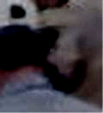 e0103408_1229295.gif