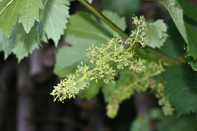 f0011412_21533097.jpg