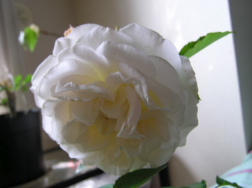 f0128723_0531280.jpg