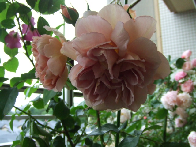 c0071545_2162664.jpg