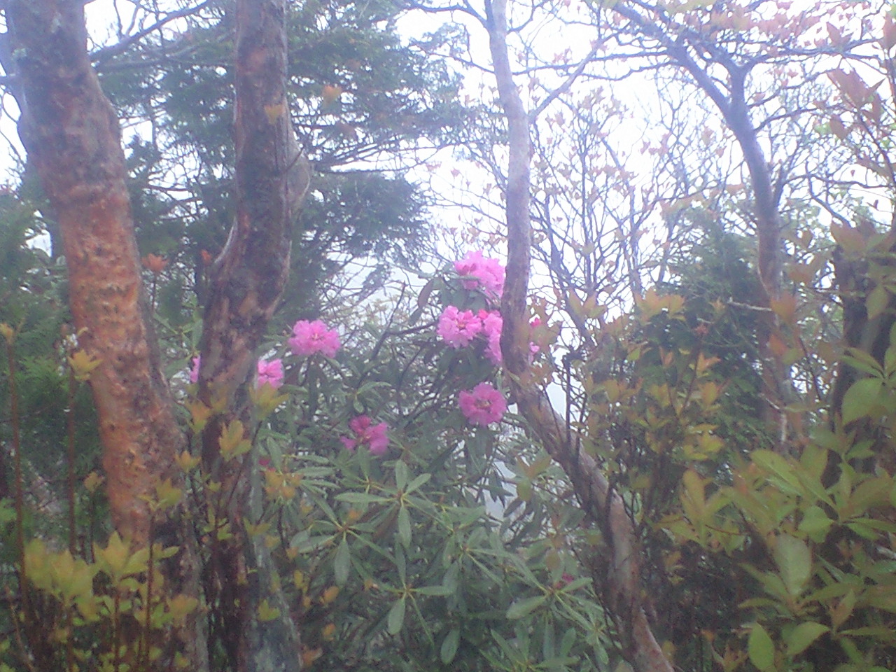 f0078145_1243487.jpg