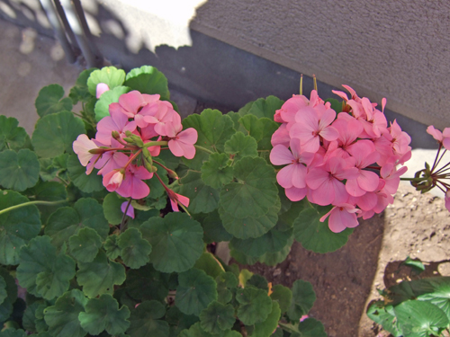 b0045357_433887.jpg