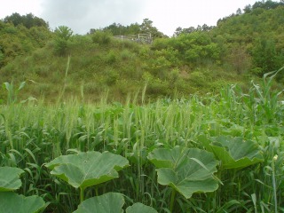 f0055264_23525456.jpg