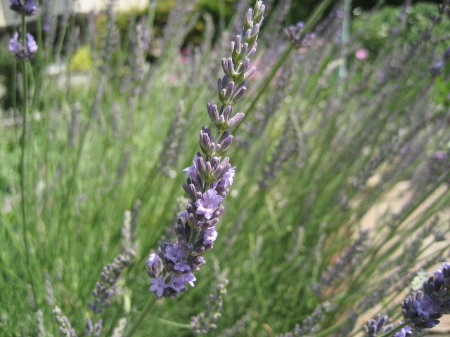e0106372_10133527.jpg