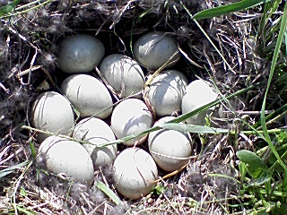 f0225473_202004.jpg