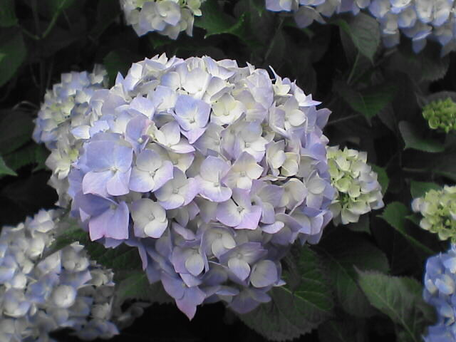 c0069380_1115297.jpg