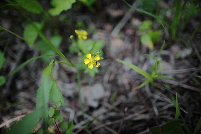 f0163583_20295375.jpg