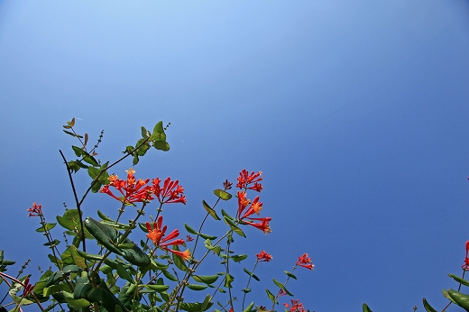 e0190885_18141647.jpg