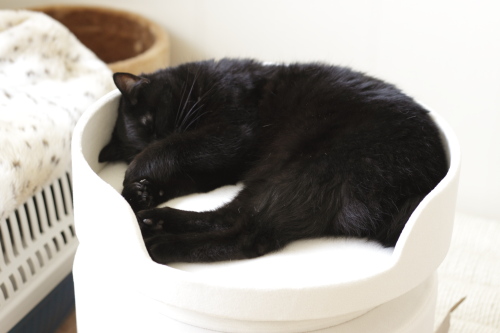 全部全部、あたしのなの ムニャ 新しい猫タワーパーツで眠る小娘