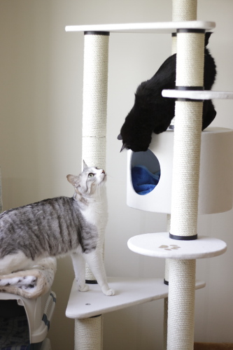 チェック、チェック 猫タワーチェック中の黒黒さんとお坊ちゃん