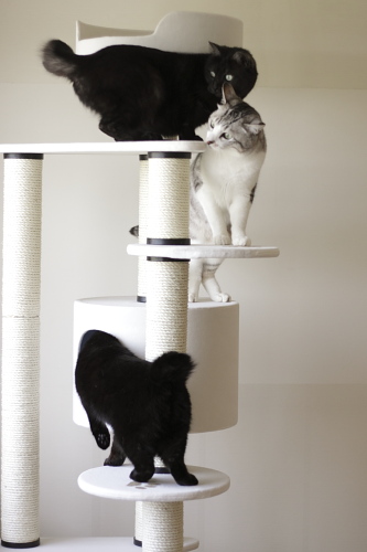 ふむふむ 猫タワーチェック中の黒黒さんとお坊ちゃん2