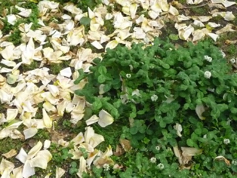 c0108693_1455328.jpg