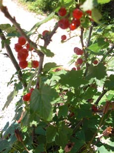 e0159205_169148.jpg